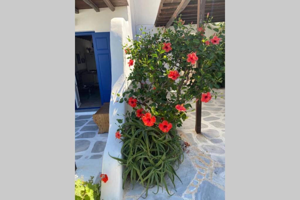 Pigeon House Ornos Beach Mykonos Town Exteriér fotografie